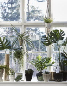 Plantes intérieur fenetre