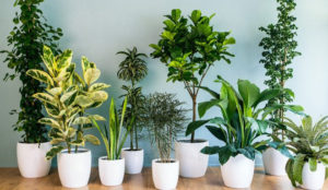 Comment prendre soin de ses plantes d'intérieur 