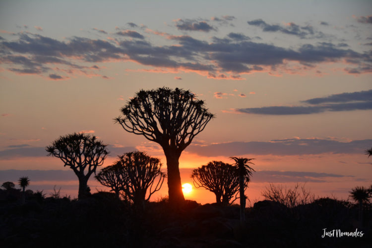 Aloe Dichotoma Coach Jardijier